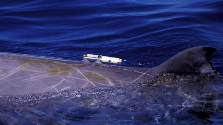 Sonar Linked to Whale Strandings