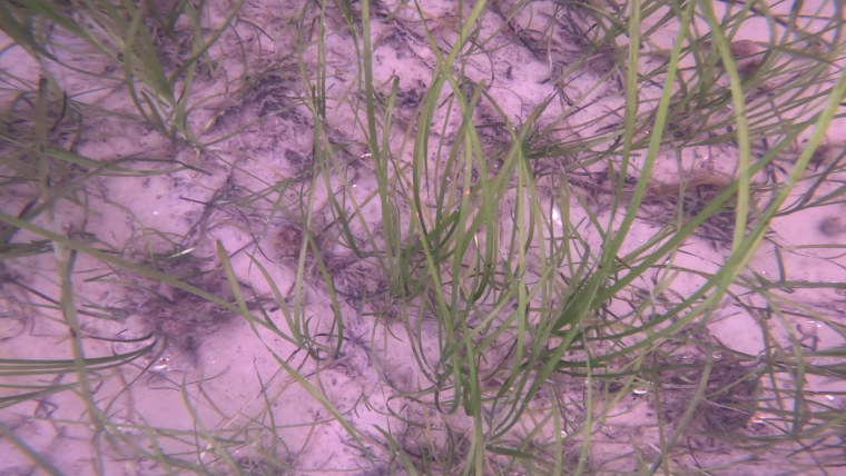 Robotics and deep learning to revolutionize seagrass monitoring