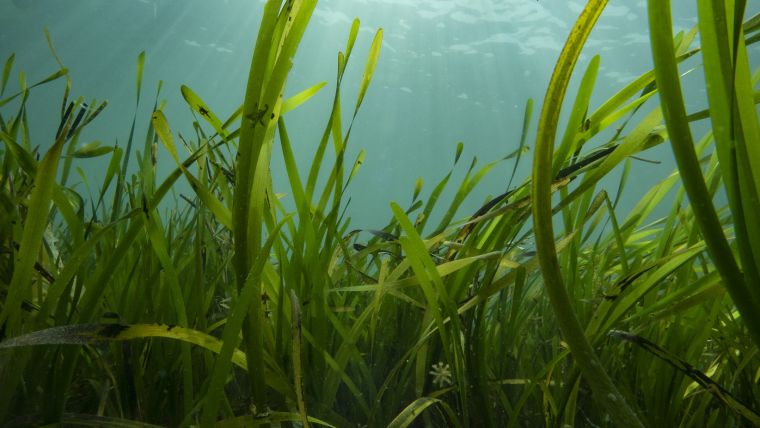 Enhanced Solutions for Seagrass Monitoring