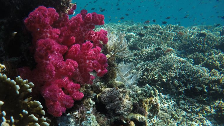 Map Shows Warming Waters Where Coral Reefs Could Be Under Threat