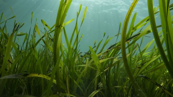 Enhanced Solutions for Seagrass Monitoring