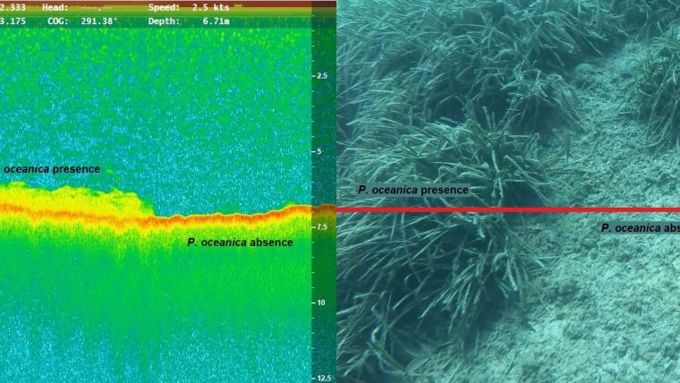 Mapping the subsea forests of the Mediterranean