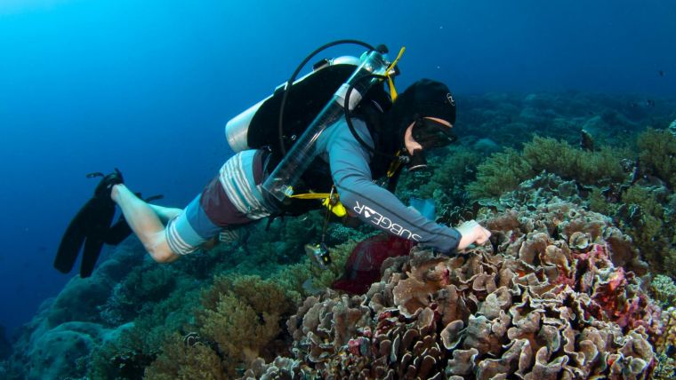 Study Measures How Much of Corals' Nutrition Comes from Hunting