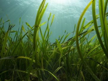 Enhanced solutions for seagrass monitoring