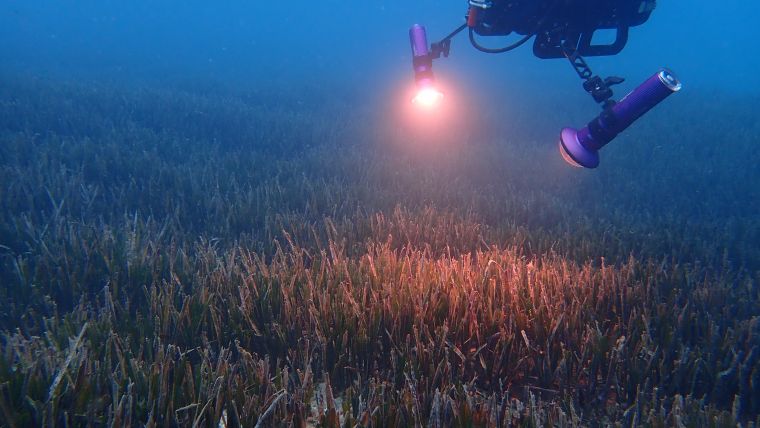 From seabed to cloud: ground-truthing seagrass data